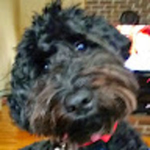 Meet your Posher, Zach